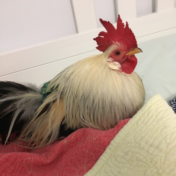 Meet your Posher, Miki - Picture 2 of 2